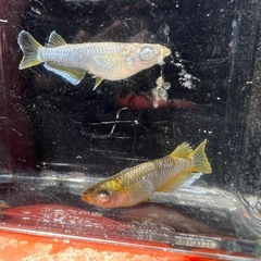 めだか🐟マネー・1ペアの画像