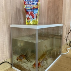 金魚の画像
