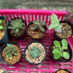 多肉植物☆10鉢の画像