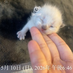 【決まり】5/1 仔猫産まれクリーム一色その後の成長