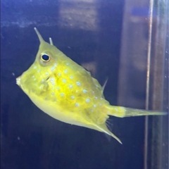 コンゴウフグの画像