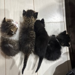 里親募集の猫ちゃん