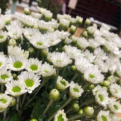 <農業>小菊の栽培の画像