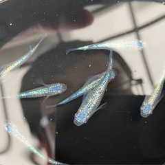 メダカ　　「ネプチューン」卵20粒＋α、  or針子10匹の画像