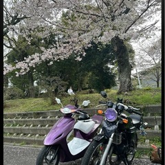 【手20万】RZ50 原付 バイクの画像
