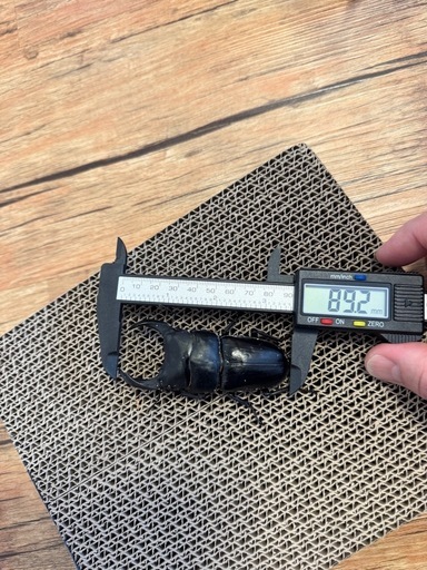 購入者決定しました。能勢SRオオクワガタペア　