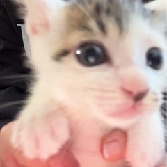 可愛い子猫たち♡生後1ヶ月が10匹以上います♡