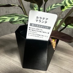 カラテアマランタの画像