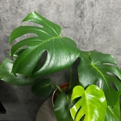 モンステラ　鉢カバー、受け皿付きの画像