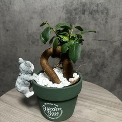 ガジュマル　鉢カバー、猫付きの画像