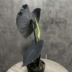 【新芽展開中】コロカシア　ブラックマジック　の画像