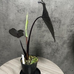【新芽展開中】コロカシア　ブラックマジック　の画像