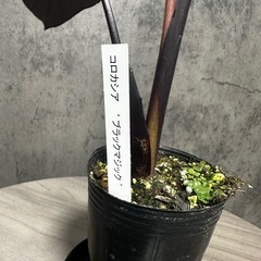 【新芽展開中】コロカシア　ブラックマジック　の画像