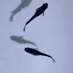 オロチメダカの卵30個の画像