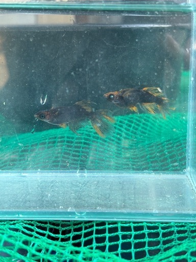 (極上)鷲獅子1ペア　産卵確認済み