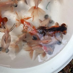 金魚（蝶尾）をお譲りしますの画像
