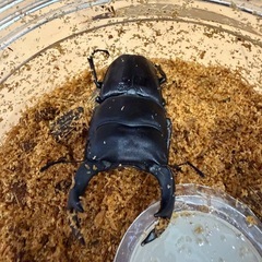オオクワガタ♂♀ペアの画像