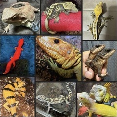 43.🦎爬虫類ラインオープンチャット              ...