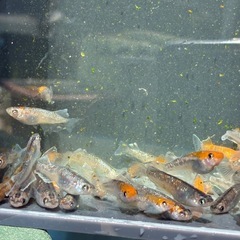 値下げ　シミケン　メダカ　めだかの画像