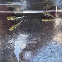 レッドクリフダーク若魚10匹の画像