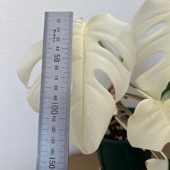 モンステラ　ホワイトタイガー　班入り③の画像