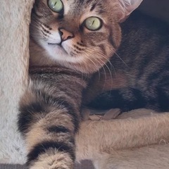 💖5月31日（日）基山町で譲渡会🐾優しすぎるむぎ君💚