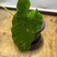 斑入り　食わずいもの画像