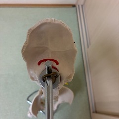 人体模型　脊椎と骨盤の画像