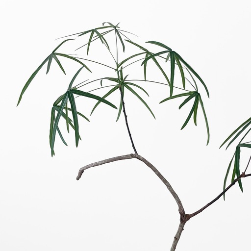 観葉植物 ブラキキトン 155cm