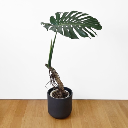 観葉植物 モンステラ