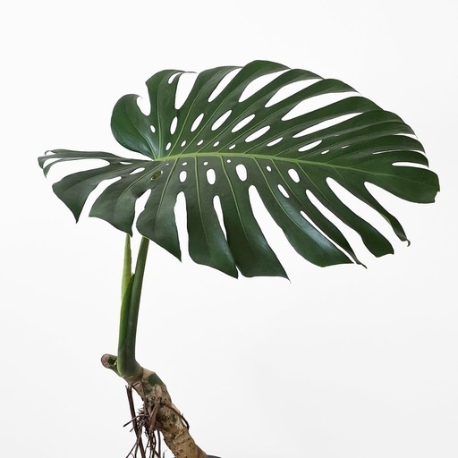 観葉植物 モンステラ