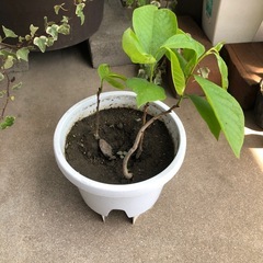 あれから成長してるアートな幹のポポーの画像