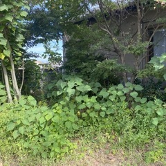 草むしりを手伝ってください。