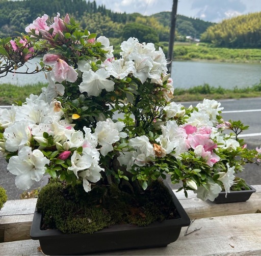 さつき盆栽/6月開花！