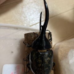 訳あり、カブトムシ、ヘラクレスオオカブト成虫ペア！！の画像