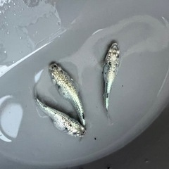 現物✨種親に【レックウザ】ショート〜半ダル トリオ🐉の画像
