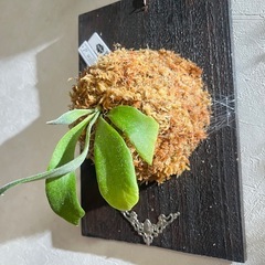 【観葉植物】ビカクシダウィリンキーかっこいい養生板付き🉐✨の画像