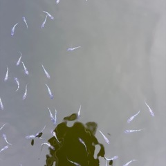 めだか（メダカ）ミックス　20匹の画像