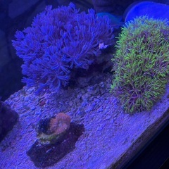 海水魚セット
の画像