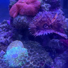海水魚セット
の画像