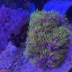 海水魚セット
の画像