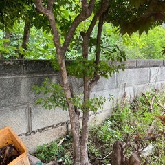 🌳庭木お譲りします／伐採のみもOK！🪵の画像