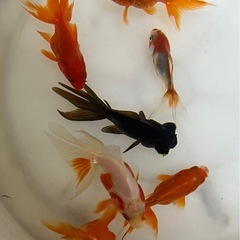 金魚・MIXセット1000円♪の画像