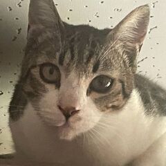 里親募集！1歳　男の子