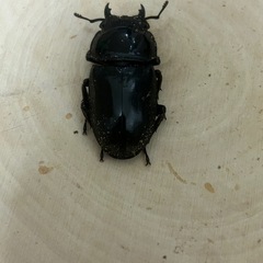 お子様歓迎！スマトラヒラタクワガタペア　ベンクール産WDの画像