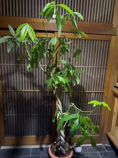 大型ねじり編みパキラ