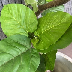 KONTON鉢カバー付　大型フェイクグリーン 造花 観葉植物 植木鉢セット 高さ140cmの画像