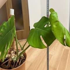 モンステラ・デリシオーサ（鉢・受け皿込み/高さ約84cm・葉5枚）の画像