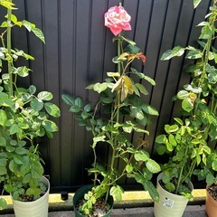 ピンクの薔薇の画像