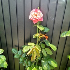 ピンクの薔薇の画像